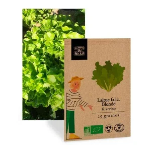 Laitue feuille de chêne blonde kikerino